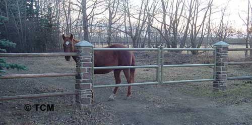 Rock Columns with Horse Fence